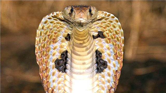 Naočarasta zmija
