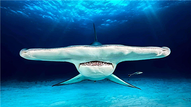 Hammerhead акул