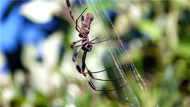 Bannann Spider