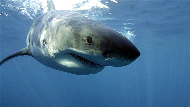 Ајкула мегалодон