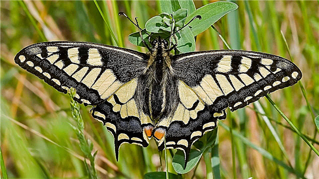 Féileacán swallowtail