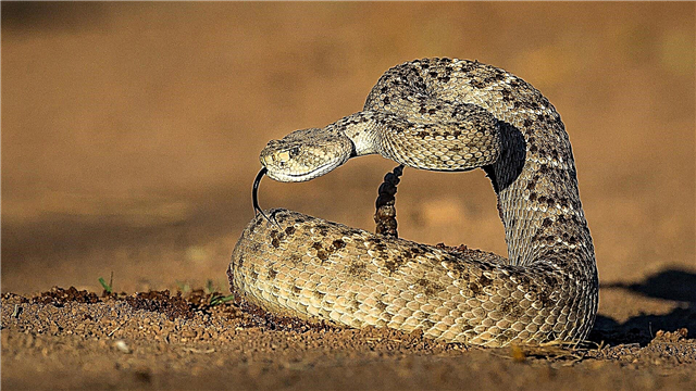 I-Rattlesnake