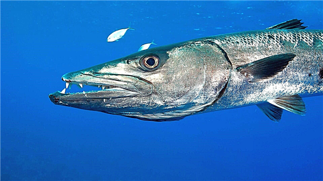 Barracuda Fësch