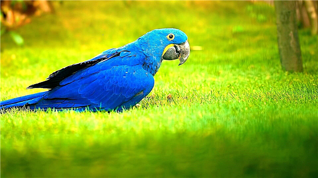 Macaw tal-Ġjaċint