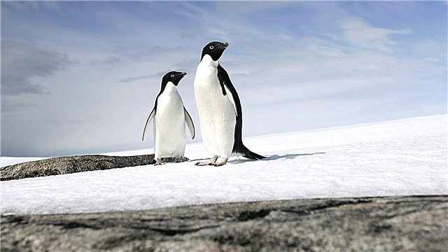 آدلی پنگوئن