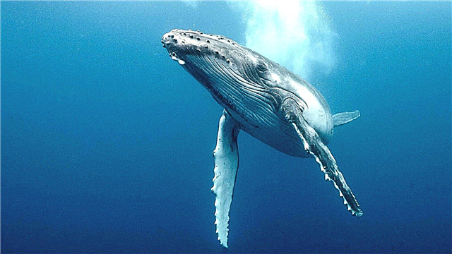 Shuɗin whale