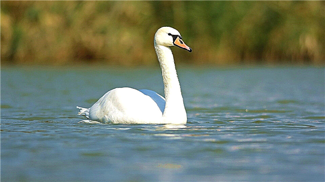 Bèbè Swan