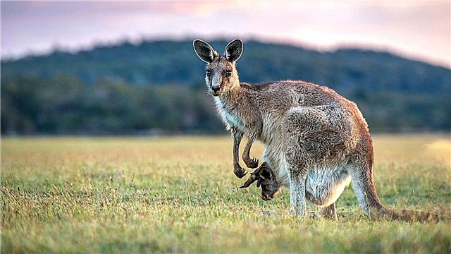 Kangaroo hina