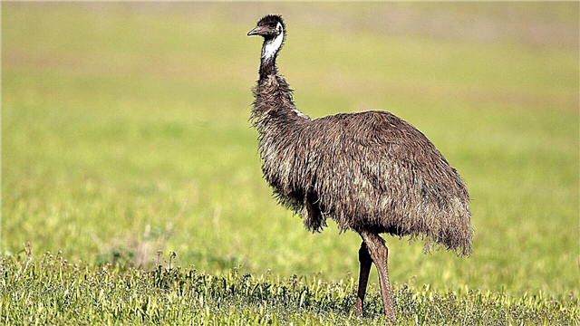 Strauss Emu
