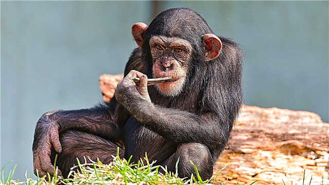 Sjimpansee