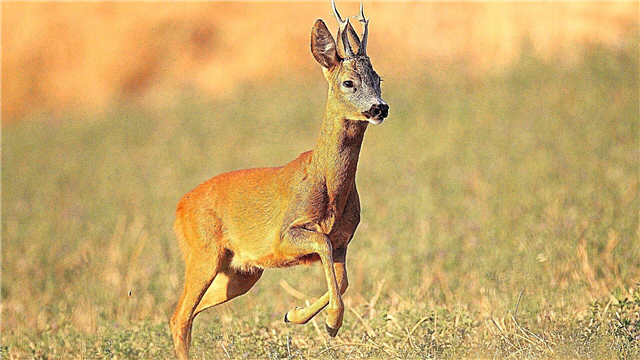 I-European roe deer