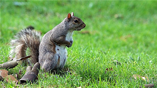 Squirrel griż