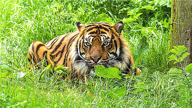 Tigre sa Sumatran