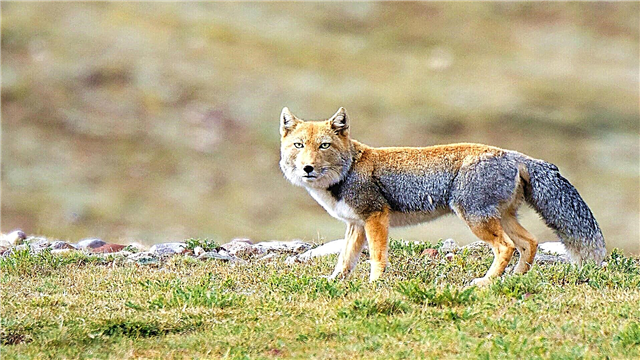 Tibetan fox