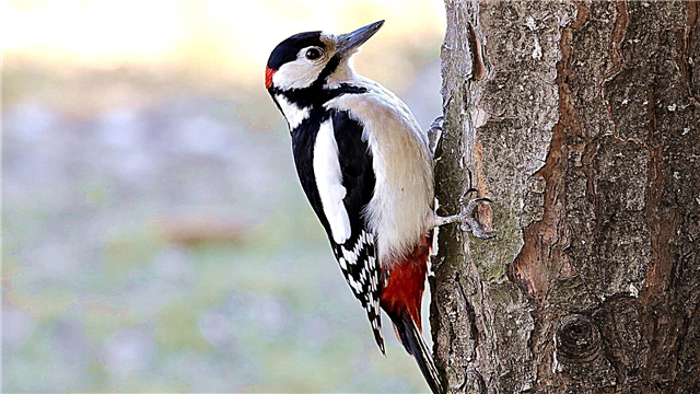 May batikang woodpecker
