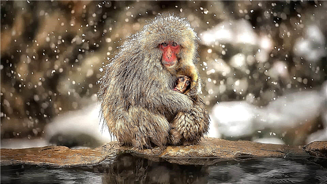 Macaque Jepang