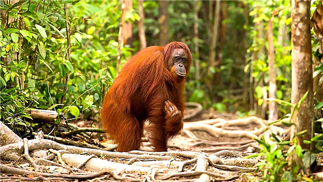 I-Orangutan