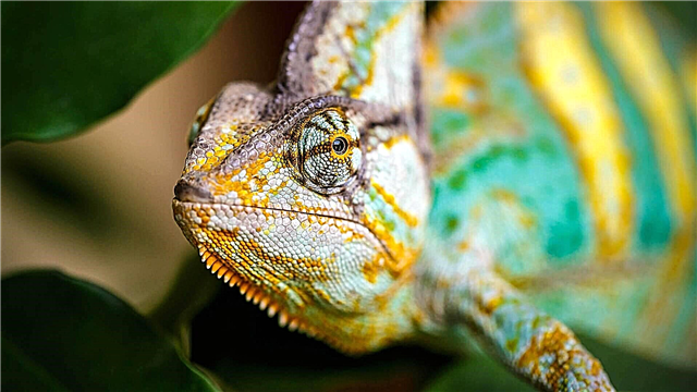 Yameni chameleon