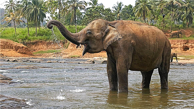 Hinda elefanto