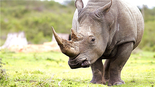 Rhino papaʻe
