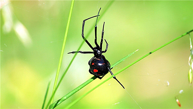 Jinebiya reş spider