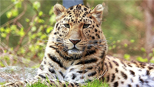 Leopardê Rojhilata Dûr