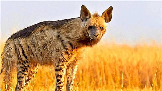 Hyena streipiog