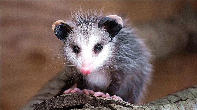 Gracile Opossum