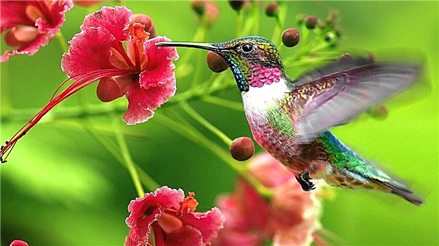 Kolibro