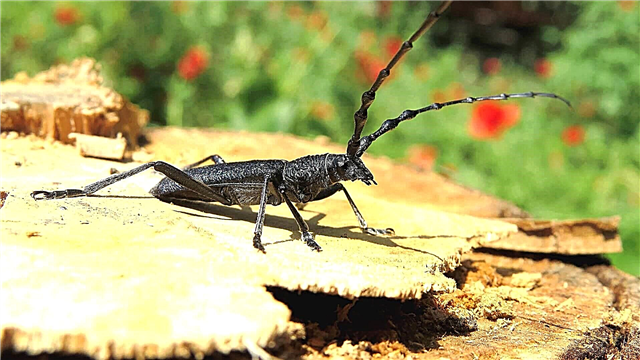 Kumbang tukang kayu