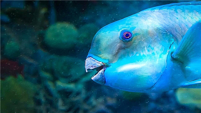 Риба од папагал