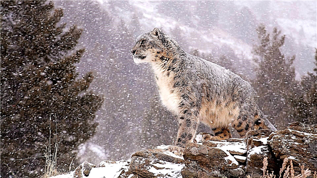 Leopardi i borës