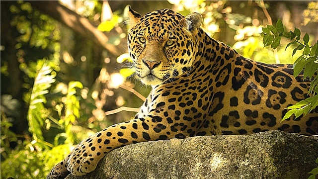 Jaguaro