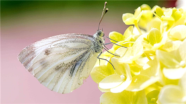 Butterfly kabeeji