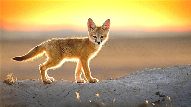 Fenech fox