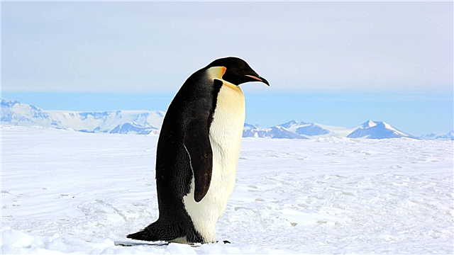 Царот пингвин