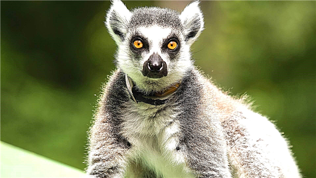 Circulum tailed lemur,