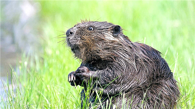 Beaver çemê