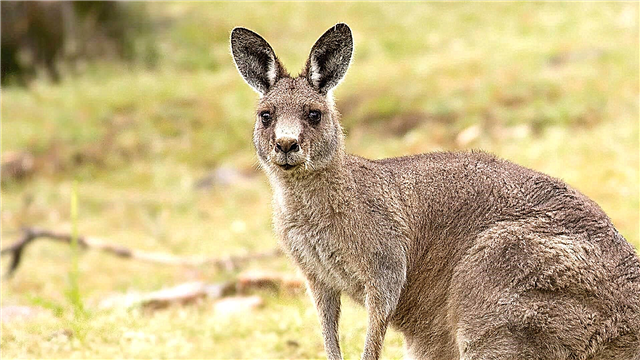 Kanguru erraldoia