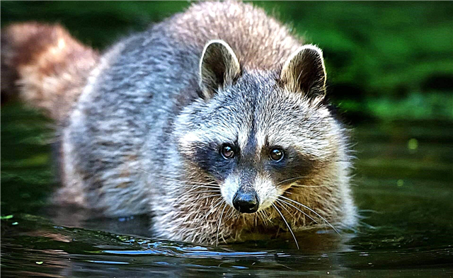 Raccoon- ի ողողում