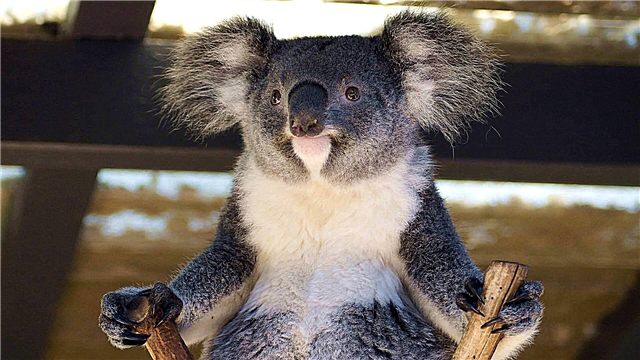 Koalo