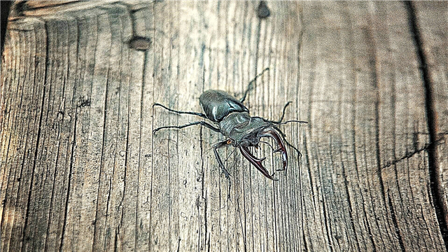 Kumbang stag