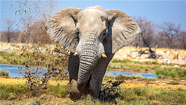 Gajah Afrika