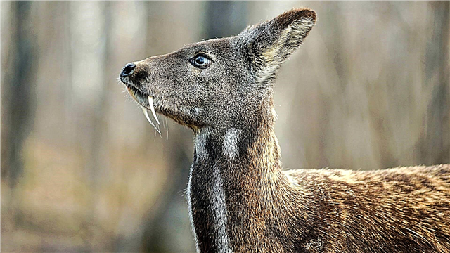 Cervus Red deer