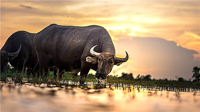 Afrikanesche Büffel