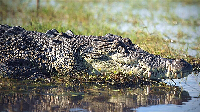 Krokodilo orraztua