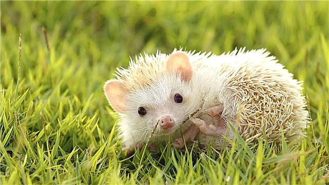 ອາຟຣິກກາ pygmy hedgehog