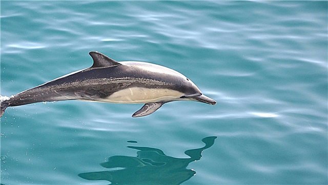 Wäiss-Gesiicht Delfin