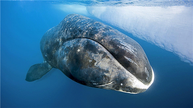 Whale ng bowhead