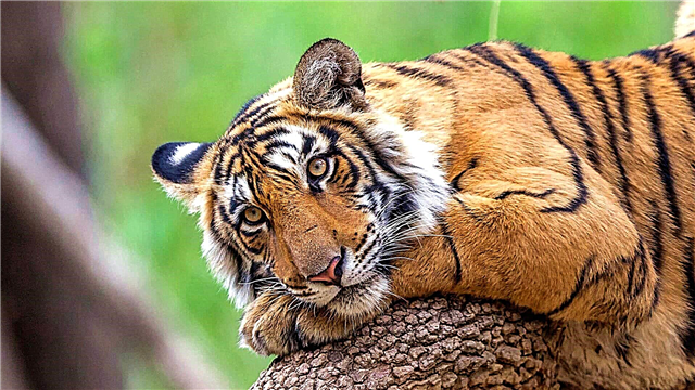 Tigre sa Bengal